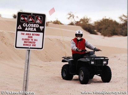 Violator: A  vehicle closure at the Algodones Dunes designed to protect dunes plants and animals is ignored by this off-roader whose trespass killed a Colorado Desert Fringe-Toed Lizard. -(see injured lizard)