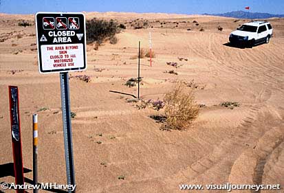 Re-growth: Current vehicle closures at the dunes have allowed vegetation to make a comeback as made evident in this photograph.  Plants flourish just inside this closed area alongside the sand highway.