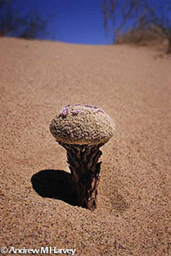 Sand Food: Pholisma sonorae